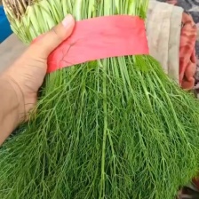 茴香 河北产区直发 对接全国 保质保量 欢迎咨询选购