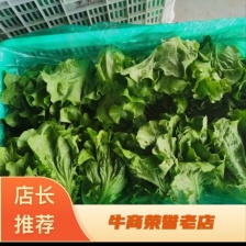 江苏淮安生菜，万亩基地，实力代办，对接全国客户一条龙服务