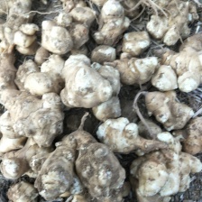 产地直销鲜洋姜，菊芋，鬼子姜