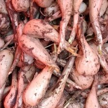 2025新鲜小蒜藠头，薤白小根蒜大脑瓜