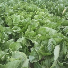 酸菜泡菜加工厂 芥菜  梅菜 耐运费 新鲜蔬菜 价格便宜