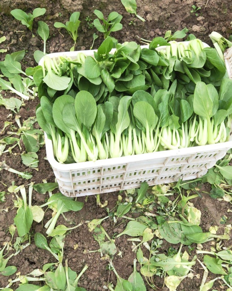 精品青菜，长期供应。一手货源