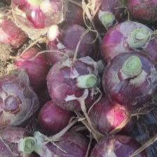 新鲜黄皮洋葱精选现挖白肉脆甜黄皮大洋葱葱头蔬菜整箱包邮