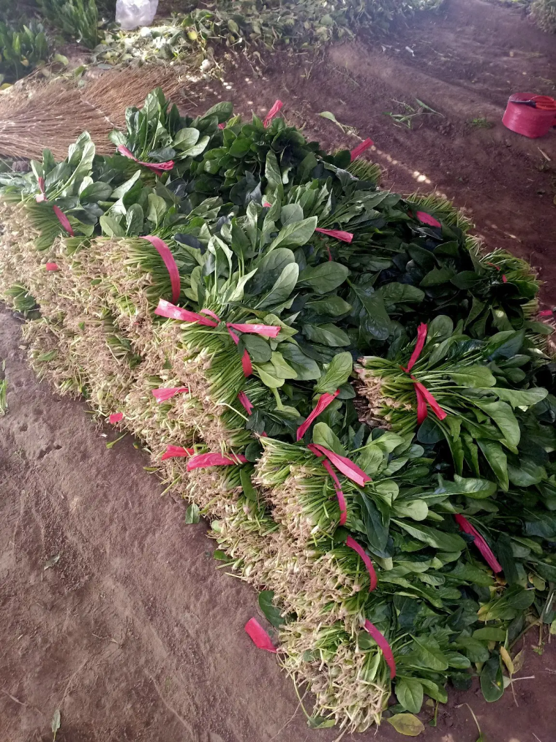 【菠菜】河北大叶菠菜 一手货源 可视频看货 品质保证