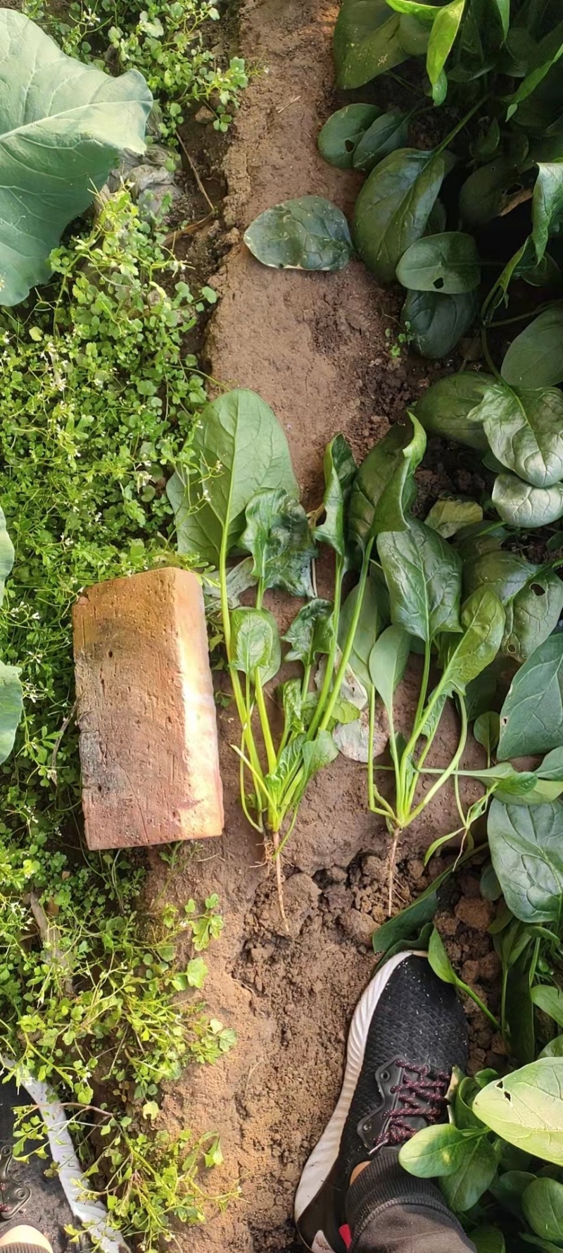 【菠菜】河北大叶菠菜 一手货源 可视频看货 品质保证