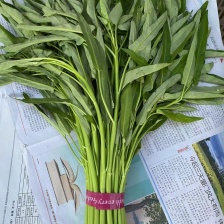 精品空心菜，青大叶，青柳叶