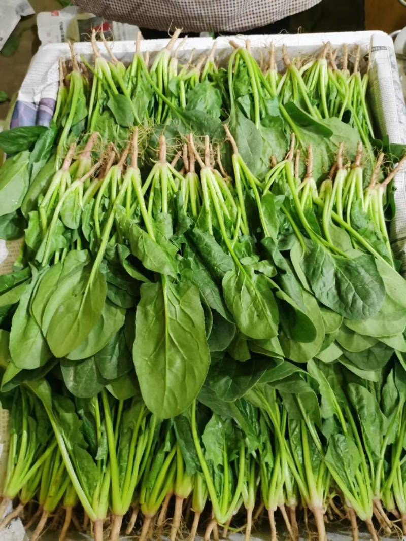 【精品菠菜】品质好 价格优 欢迎前来咨询采购