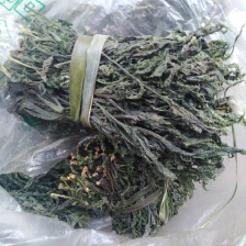 活体绿香椿芽大量供应基地直发量大从优江苏无锡发货