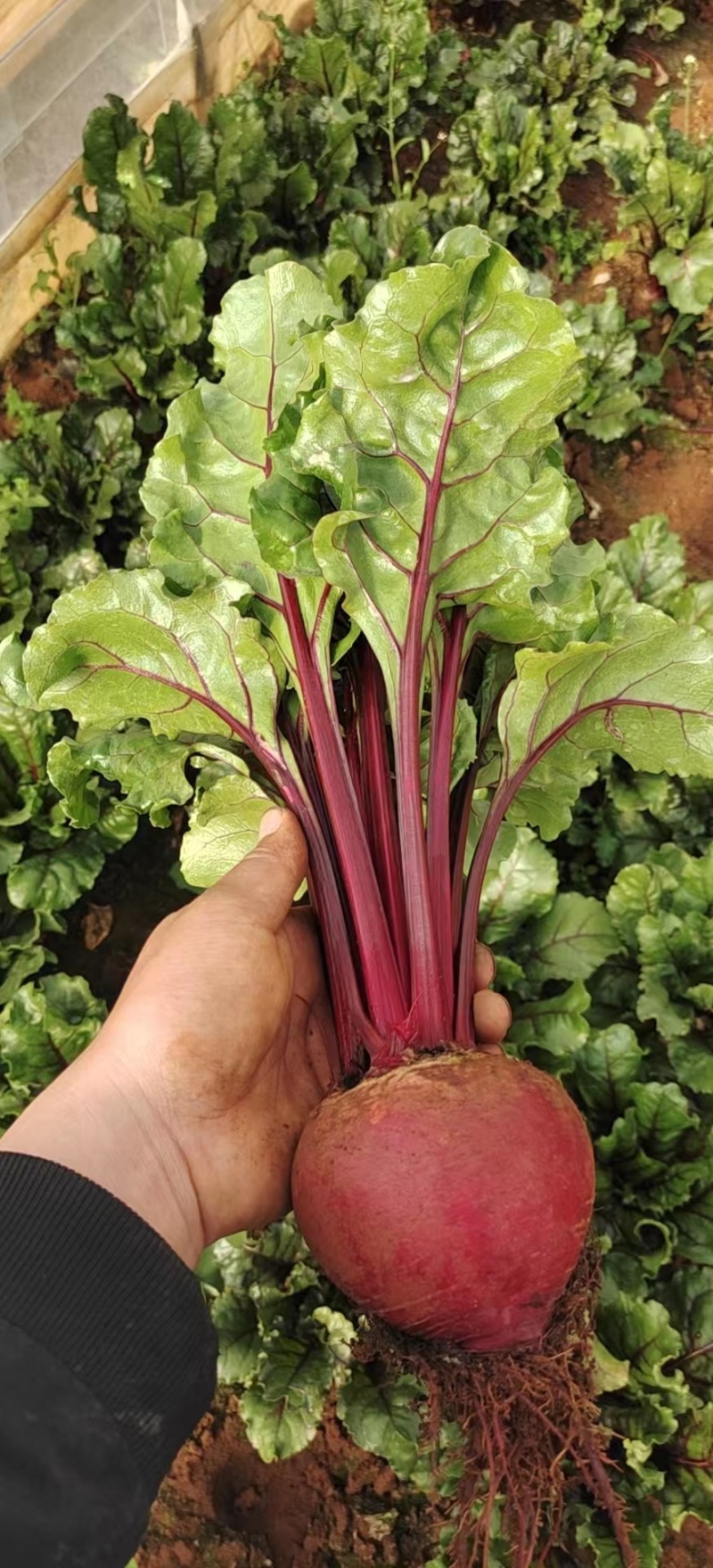 红菜头 保证品质 量大从优 对接全国市场