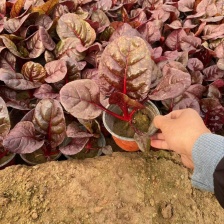 红菜头 保证品质 量大从优 对接全国市场