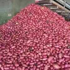 《黄心ev土豆》内蒙古土豆/个头大薯形好/现货供应全国发