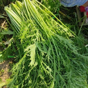 雪里红  大量上市 市场，电商，工厂，物美价廉