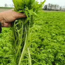 雪里红  大量上市 市场，电商，工厂，物美价廉