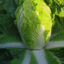 华州大白菜上市了欢迎联系陕西白菜上市了欢迎联系