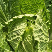 华州大白菜上市了欢迎联系陕西白菜上市了欢迎联系