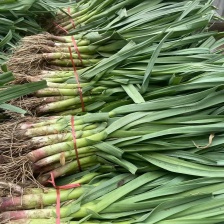 红根蒜苗 新苗 产地现摘现发 可视频看货 保质保