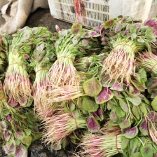 湖北荆州汉菜上市中。