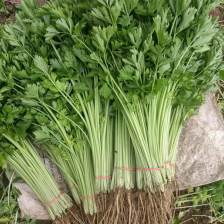 精品香<font color=red>芹菜</font>规格全，江苏产地供货，价格