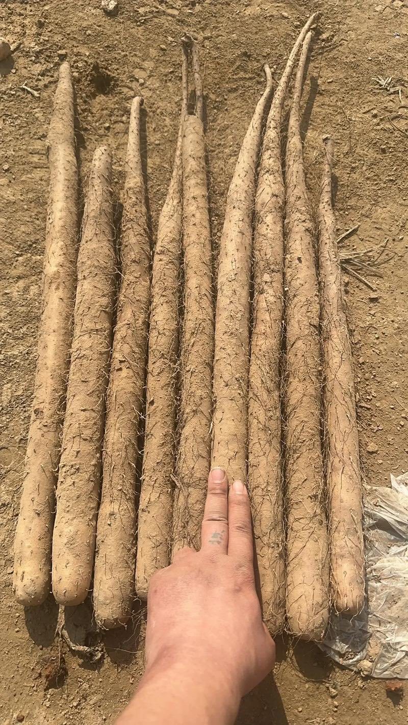 紫玉槐山药内黄沙土紫玉山药货源稳定代办代收诚信经营