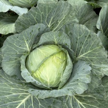 贵州毕节奥奇娜甘蓝