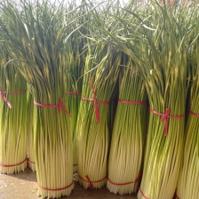 优质白帽，红帽蒜薹已大上市，70公分左右，几十万亩货源充