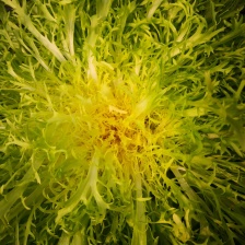 散叶生菜 【苦菊】大量供应生菜现采现发 欢迎咨询