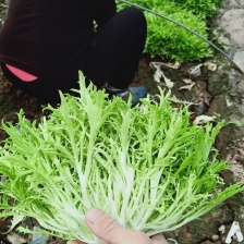 散叶生菜 【苦菊】大量供应生菜现采现发 欢迎咨询