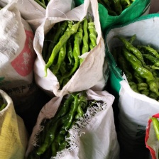 山东太空椒 鲜辣椒 菜椒青椒 全国发货 对接电商市场商超