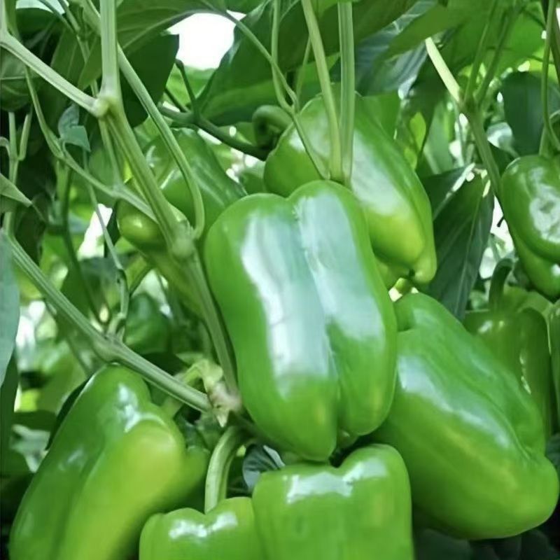 山东太空椒 鲜辣椒 菜椒青椒 全国发货 对接电商市场商超