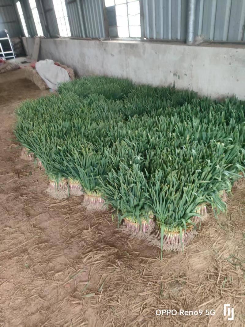 红根蒜苗【蒜苗】支持视频看货，诚信经营，可发往全国市场！
