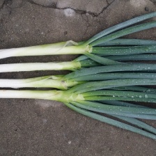 （实力代办）柏乡长白<font color=red>大葱</font>，货源充足，