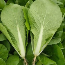 山东曹县邵庄镇油菜快菜