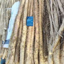 焦作温县铁棍山药  大量有货品质保证 产地直发