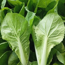 山东优质快菜 精品直供 欢迎电话联系