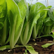 山东优质快菜 精品直供 欢迎电话联系