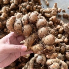 勇正海南沙姜种植基地