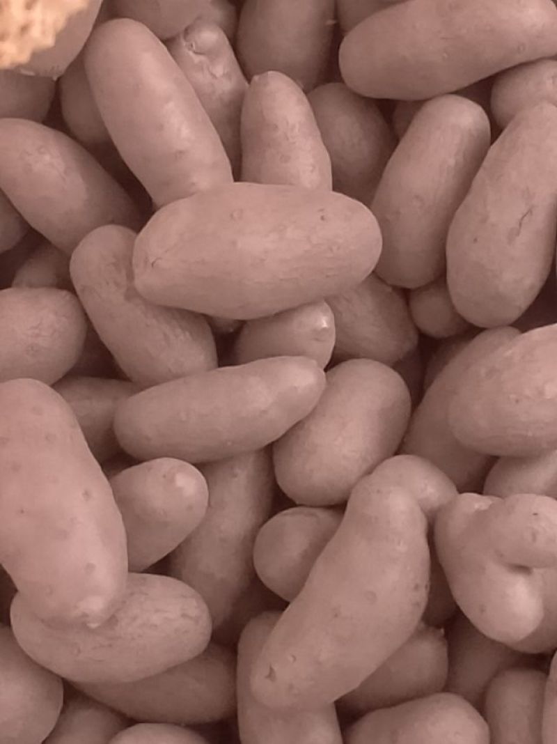 <font color=red>山药</font>豆