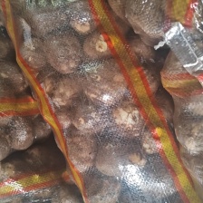 《实力》芋头产地 豆包芋头大量上市 产地常随到随装