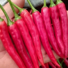 贵州各种辣椒上市