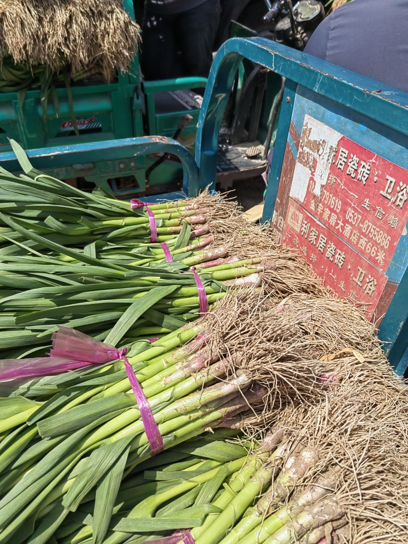 红根蒜苗基地直供！高标准精品红根直供各级市场，商超！