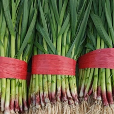 红根蒜苗基地直供！高标准精品红根直供各级市场，商超！