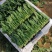 内蒙小叶菠菜/大小叶各种规格都有，产地大量上货
