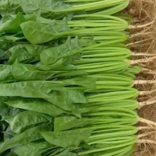 内蒙小叶菠菜/大小叶各种规格都有，产地大量上货