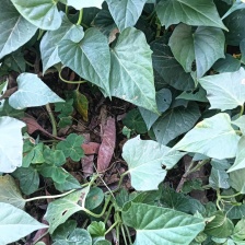 专食叶番薯藤，不会生地瓜的番薯叶