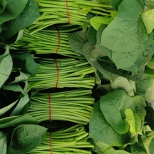 专食叶番薯藤，不会生地瓜的番薯叶