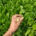 小白菜快菜小青菜原产地供货代收代发全国发货质量保证