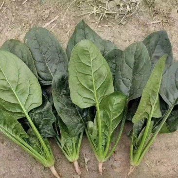 河南商丘精品大叶菠菜产地发货一手货源批发品质保证价格美丽