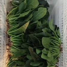 河南商丘精品大叶菠菜产地发货一手货源批发品质保证价格美丽