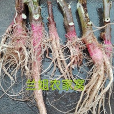 蔬菜种植基地米苋红苋菜紫苋菜绑把苋菜