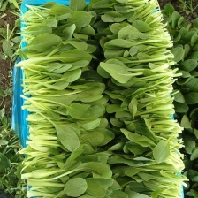 苏州吴江同里小鸡毛菜